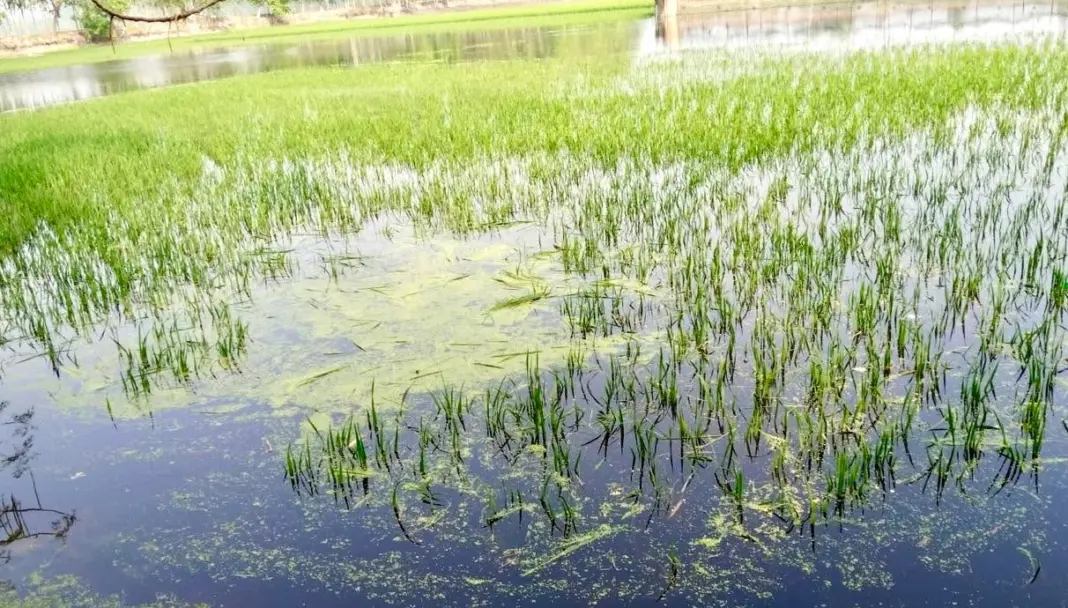 বানিয়াচং ও লাখাইয়ে বোরো ফসলের ব্যাপক ক্ষতি, কৃষক দিশাহারা