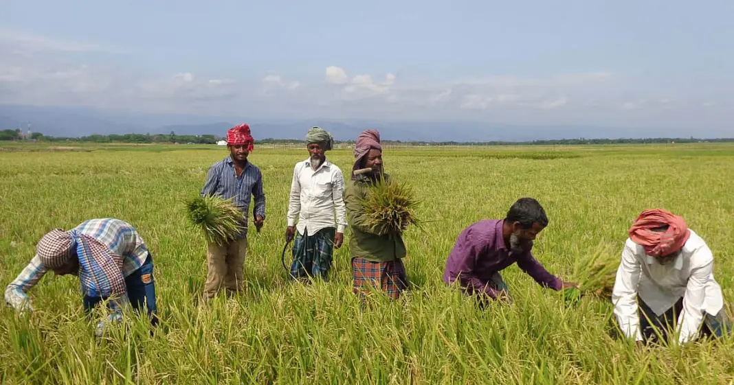 দ্রুত ধান কাটার আহবান