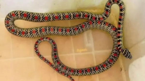 শ্রীমঙ্গলে স্বাস্থ্য কমপ্লেক্স কোয়ার্টারের ভেতর ‘কালনাগিনী’