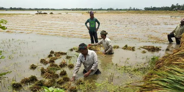 বৃষ্টিপাতে ৪ জেলা মিলে ১৩ হাজার ৫৬৭ হেক্টর জমির ধান পানির নিচে তলিয়ে গেছে।