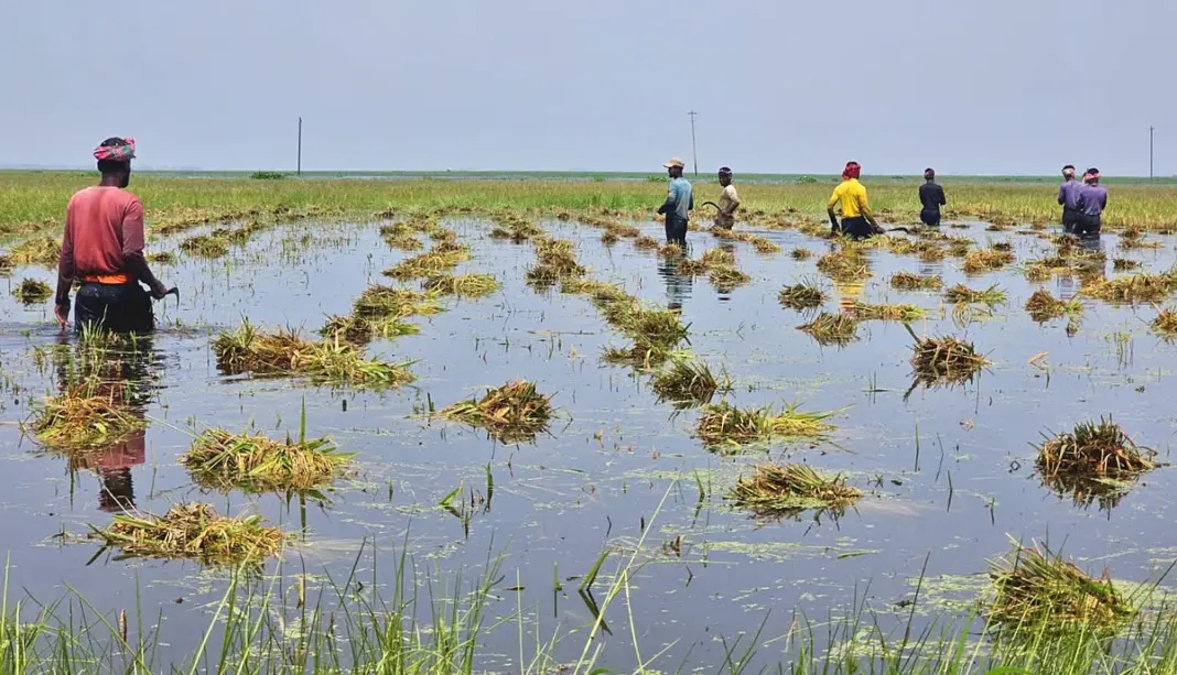 হাওরে তলিয়েছে ২ হাজার ৭১০ হেক্টর জমির পাকা ধান