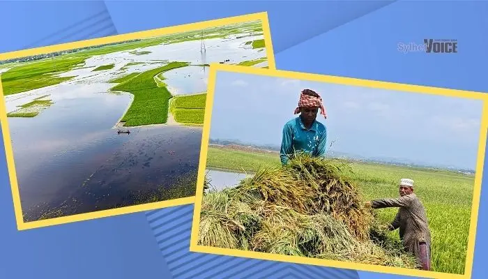 সুনামগঞ্জ হাওরে উৎসব নেই, ফসল ঘরে তুলতে ব্যস্ত কৃষকরা হাওরে উৎসব নেই, ফসল ঘরে তুলতে ব্যস্ত কৃষকরা