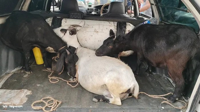 সিলেটে প্রাইভেটকারে ছাগল ‘চুরি’, পালাল অভিযুক্তরা সিলেটে প্রাইভেটকারে ছাগল ‘চুরি’, পালাল অভিযুক্তরা