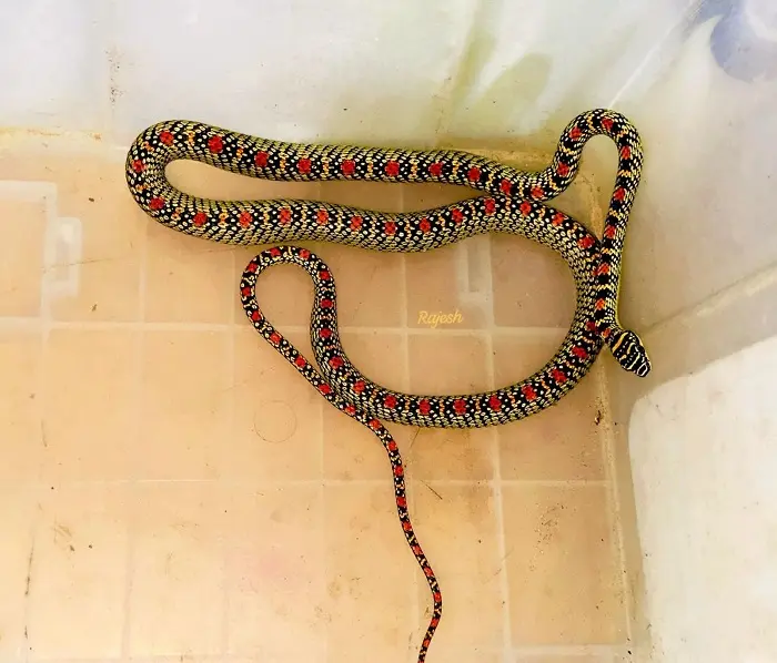 শ্রীমঙ্গলে কোয়ার্টারে ‘কালনাগিনী’, আতঙ্কের পর উদ্ধার শ্রীমঙ্গলে কোয়ার্টারে ‘কালনাগিনী’, আতঙ্কের পর উদ্ধার