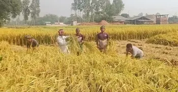 গোয়াইনঘাটে শুরু বোরো ধান কাটার উৎসব