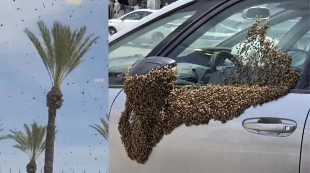 ইসরায়েলে মৌমাছির ঝাঁকে আতঙ্ক, থমকে শহর