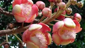 নাগলিঙ্গমে শ্রীমঙ্গলে প্রকৃতির নীরব বিস্ময়