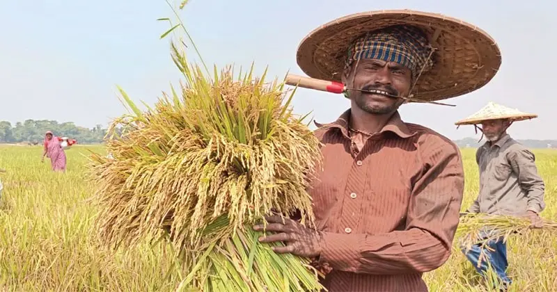 হাওরে বাম্পার ফলনেও কৃষকের চোখে হতাশা