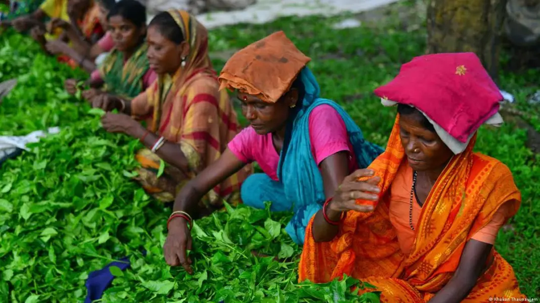 প্রভিডেন্ট ফান্ড বকেয়া, দুশ্চিন্তায় চা শ্রমিকের ভবিষ্যৎ প্রভিডেন্ট ফান্ড বকেয়া, চা শ্রমিকদের শঙ্কা
