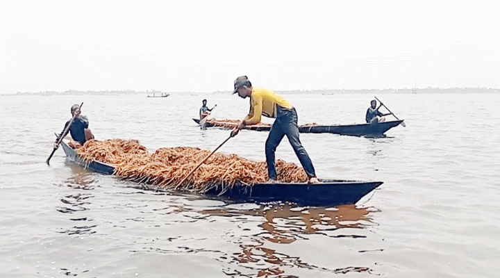 সুনামগঞ্জের হাওরে ডোবা ধান লুটের অভিযোগে ক্ষোভ হাওরে ডোবা ধান লুটের অভিযোগে ক্ষোভ