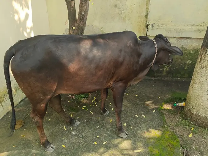 মালিকহীন বাছুর নিয়ে এসএমপির মানবিক উদ্যোগ