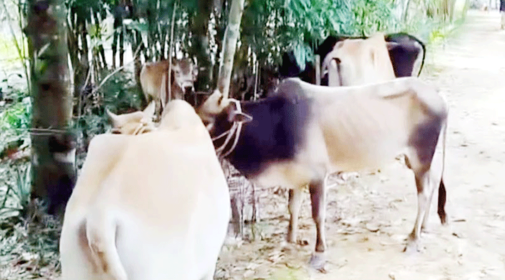 হবিগঞ্জ সীমান্তে ৬টি ভারতীয় গরু জ*ব্দ