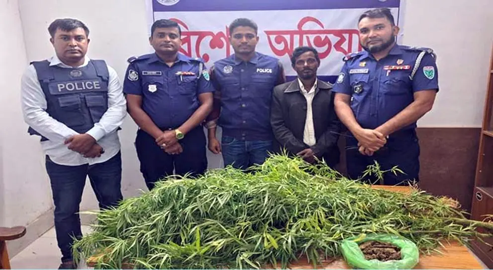 বাড়ির আঙিনায় গাঁজা চাষ, গ্রেফতার ১ বাড়ির আঙিনায় গাঁজা চাষ করতেন মহিদ