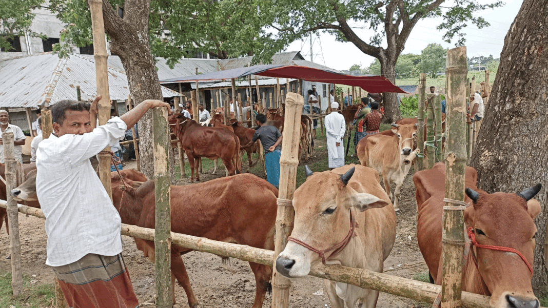 কানাইঘাটে প্রভাবশালীদের দখলে অবৈধ পশুর হাট কানাইঘাটে প্রভাবশালীদের দখলে অবৈধ পশুর হাট