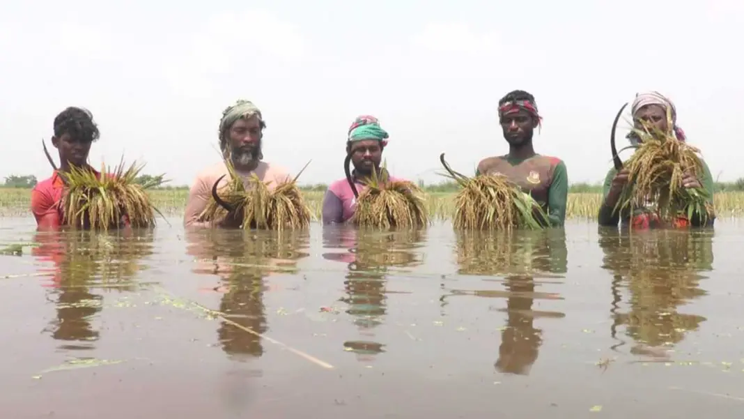 মৌলভীবাজারে ৮৯৭ হেক্টর ফসল পানিতে তলিয়ে