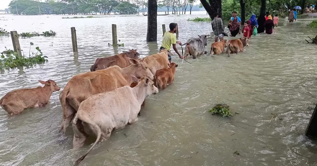 বর্ডার ক্রস গরুতে দুশ্চিন্তায় সিলেটের খামারিরা বর্ডার ক্রস গরুতে দুশ্চিন্তায় সিলেটের খামারিরা