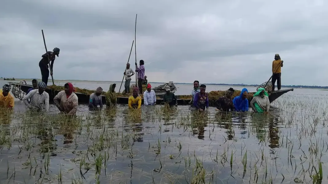 বজ্রপাত-জোঁকের ভয়ে হাওরে ধান কাটার সংকট