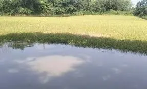 জগন্নাথপুরে তলিয়ে যাওয়া ধান কাটতে গিয়ে কৃষকের মৃত্যু