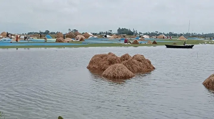 শাল্লায় জলাবদ্ধতায় হাওরে ফসল নষ্ট