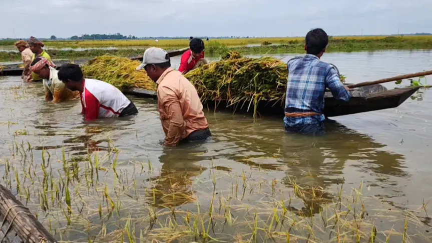 শাল্লার হাওরে ৩৫০ কোটি টাকার ফসল ক্ষতি