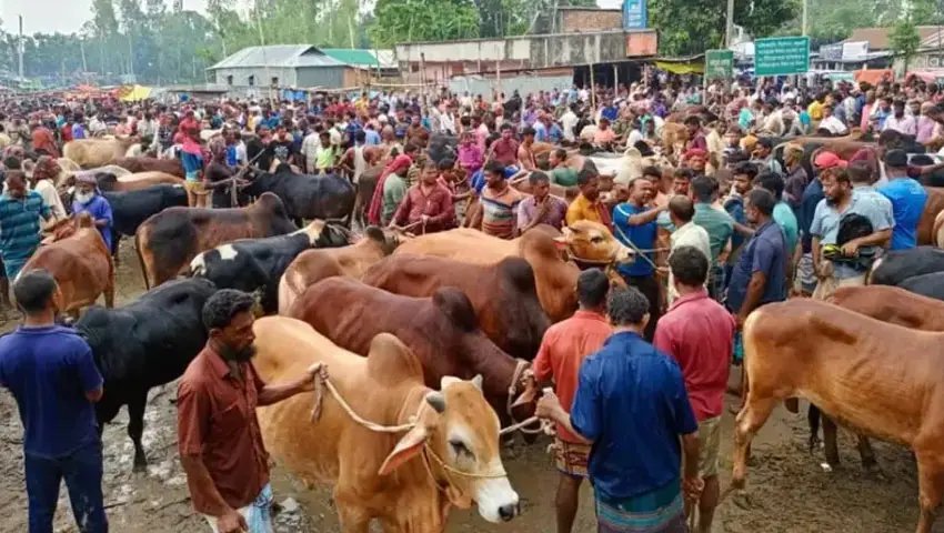 সিলেটের কোরবানির হাটে ক্রেতার অপেক্ষা সিলেটের কোরবানির হাটে ক্রেতার অপেক্ষা