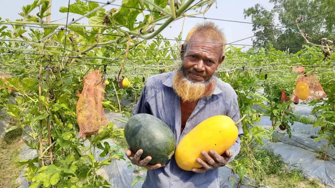 অসময়ে তিন রঙের তরমুজে বাজিমাত কৃষক রিপনের