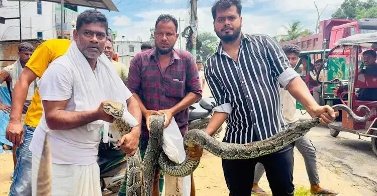 শ্রীমঙ্গলে ১৮ ফুট অজগর উদ্ধার শ্রীমঙ্গলে লোকালয় থেকে অজগর সাপ উদ্ধার