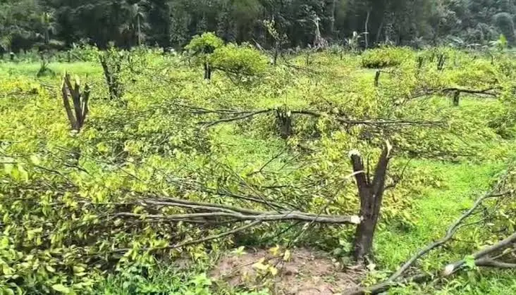 রাজকান্দিতে বন বিভাগের উচ্ছেদ: কেটে ফেলা হলো ১২শ কমলা গাছ রাজকান্দিতে বন বিভাগের উচ্ছেদ: কেটে ফেলা হলো ১২শ কমলা গাছ