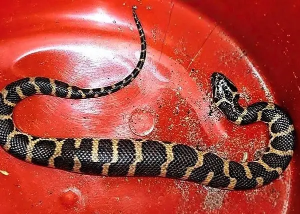 শ্রীমঙ্গলে বিরল সাইবোল্ড’স ওয়াটার স্নেক উদ্ধার শ্রীমঙ্গলে বিরল সাইবোল্ড’স ওয়াটার স্নেক উদ্ধার