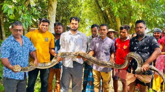 শ্রীমঙ্গলে বাড়ির আঙিনায় ১৮ ফুটের অজগর
