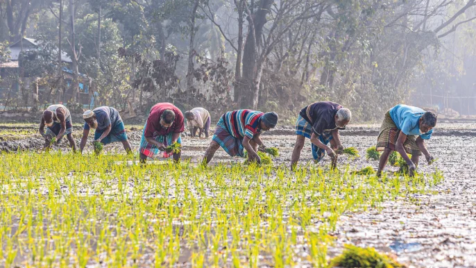 ১০ লাখ কৃষি পরিবারের জরুরি সহায়তা প্রয়োজন: এফএও ১০ লাখ কৃষি পরিবারের জরুরি সহায়তা প্রয়োজন: এফএও