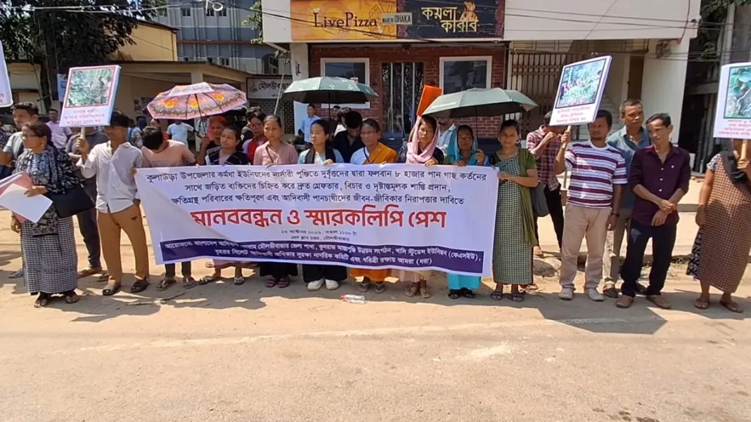 মৌলভীবাজারে ৮ হাজার পানগাছ কর্তনের প্রতিবাদে মানববন্ধন মৌলভীবাজারে ৮ হাজার পানগাছ কর্তনের প্রতিবাদে মানববন্ধন